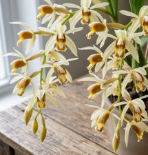 Coelogyne trinervis exotische - coelogyne, trinervis: