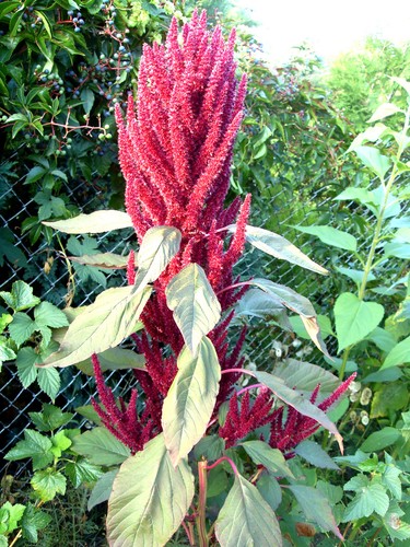 Amaranth fuchsschwanz - amaranth,