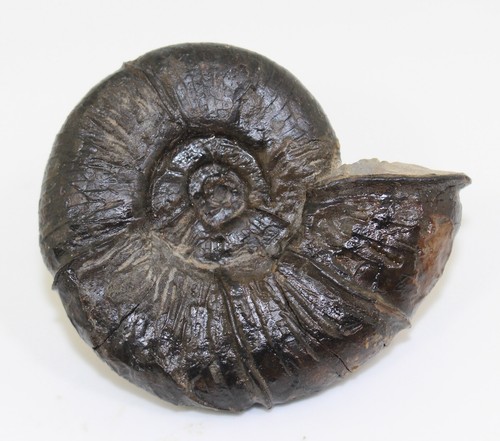 Ammonit alocolytoceras cf - alocolytoceras,