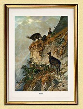 Jagdbild Gämse Gams Wild