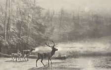 Hirsch William Hollidge