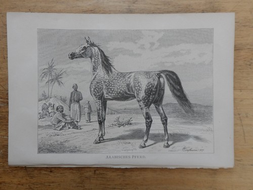 Orig holzstich - orig.(1892),