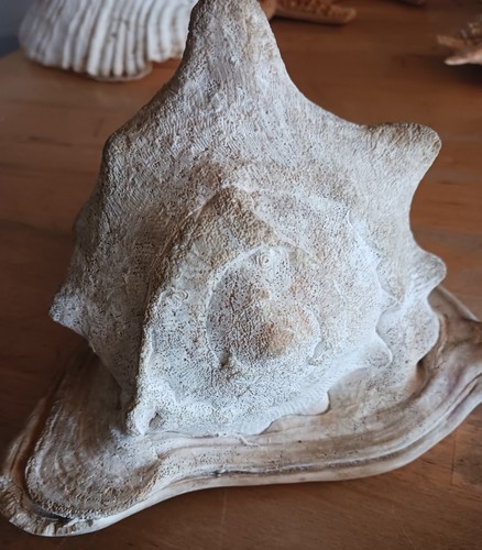 Alte muschel für - für, oder