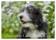 Liebenswerter Clown Bearded