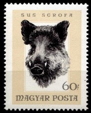 Wildschwein. Jagdtrophäen. 1W. Ungarn 1966