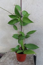 Wachsblume Hoya verticillata