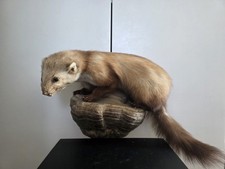 Präparat Marder auf natürlichem Pilzsockel - Top Zustand