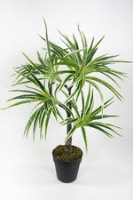 Dracena / Drachenbaum Real