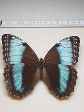 Morpho Deidamia Weibchen