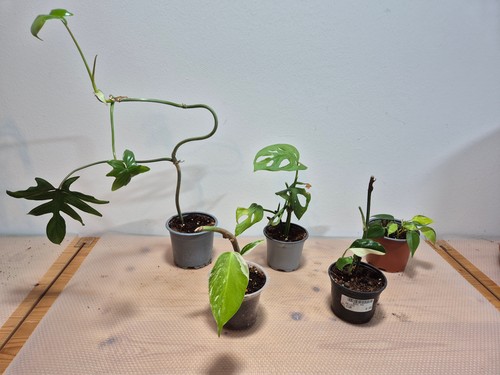 Monstera philodendron 5x - &, philodendron,