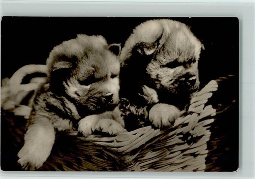 10143479 junge chow - junge, chow-chow