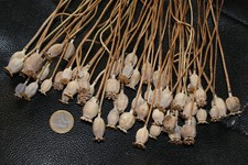 Mohnkapseln ca. 50 Stck natur