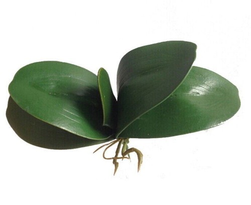Orchideenblätter