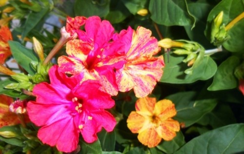 Samen wunderblume mirabilis - 50,