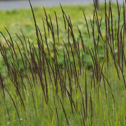 Calamagrostis acutiflora - calamagrostis, x