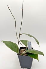 Hoya 'Chicken Farm' Rooted