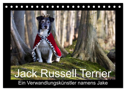 Jack russell terrier ein - russell, terrier.....ein