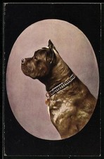 Bull-Mastiff mit Halsband