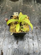 Nepenthes izumiae x