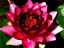 winterharte Seerose, Nymphaea