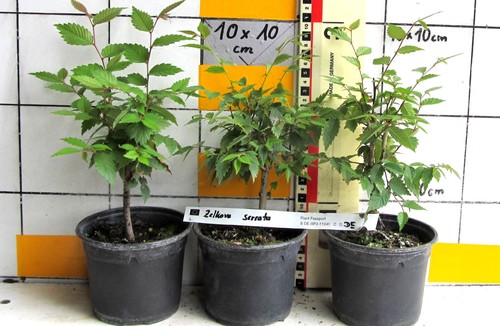 Pre bonsai zelkova serrata - pre,