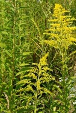 Goldrute - Hummel Bienen Paradies - Bio Garten Pflanze - Winterharte Staude 