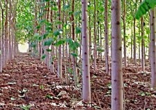 EXTRA CLEAN Paulownia "Hybrid 9501" Samen, Blauglockenbaum, Kiri Baum