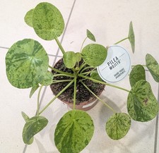 Pilea Mojito 