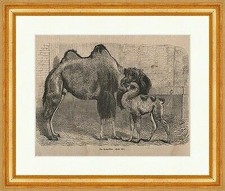 Das Trampeltier Holzstich Kamel Säugetier Kamelbaby Heu 2 Höcker Camelus P 0240