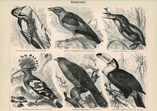 Plaque Woodpecker / Cuckoo /