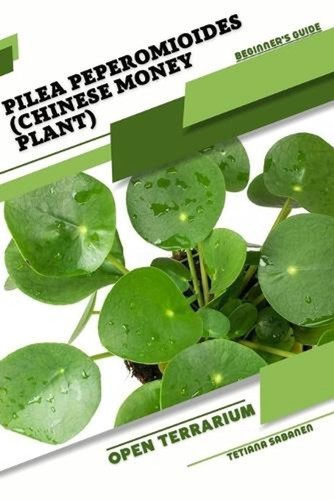 Pilea peperomioides chinese - pilea,