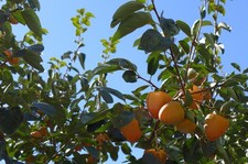 winterharte Kakibaum