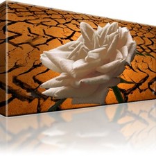Weiße Rose Wüste Bild Bilder Leinwand Keilrahmen Wandbild Kunstdruck