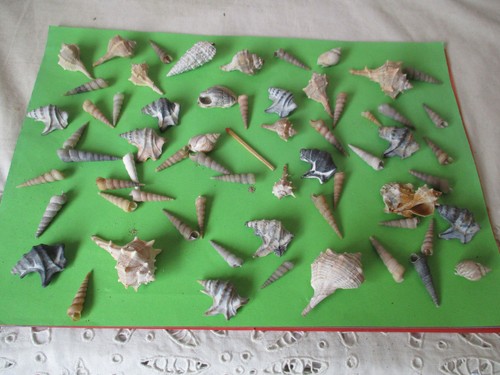 50x pelikanfuß turmschnecken - 50x, pelikanfuß,turmschnecken