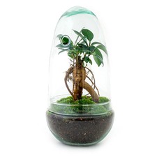 Flaschengarten Egg Bonsai – DIY Terrarium mit Ficus Ginseng – Mini-Biotop
