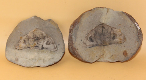 Metacryphaeus tuberculatus - metacryphaeus,