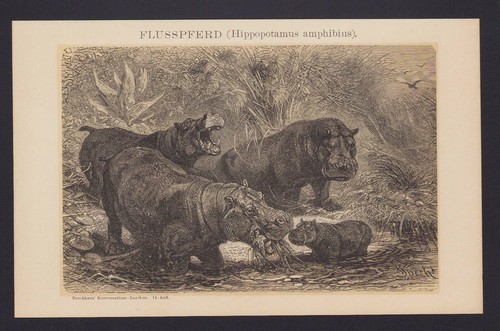 Licht druck 1903 flusspferd - licht-druck,