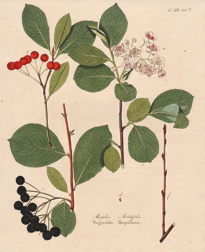 Amelanchier arbutifolia mispel - amelanchier,