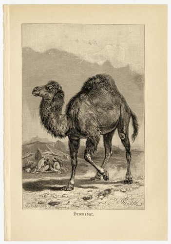 Dromedar kamel wüste beduinen - dromedar,