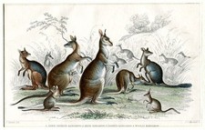 Känguruhs (Lord Derby's K