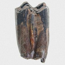 Fossil Steppenbison Backenzahn