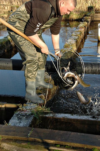 Nylon chest waders - grÖssen, 7