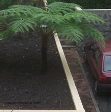 stammbildender Palmfarn frostharter antarktischer Baum-Farn bis 6 Meter Samen
