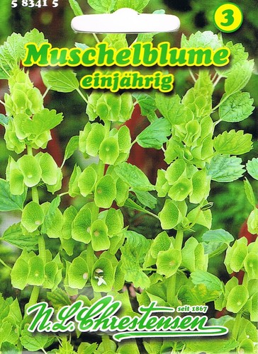 Muschelblume grünblühend - muschelblume,