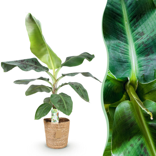 Zimmerpflanzen musa dwarf - musa,