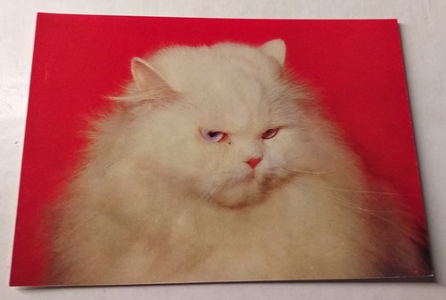 Weiße perserkatze persian - weiße, cat