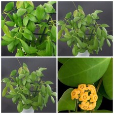 Hoya yellow sapphire samar - yellow,