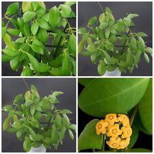 Hoya Yellow Sapphire (sp.Samar
