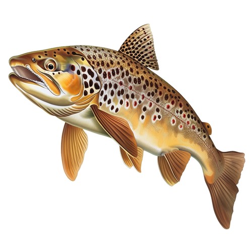 Sticker forelle - sticker,