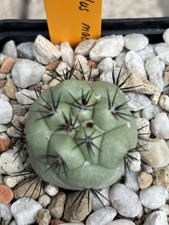 Ortegocactus macdougallii Lau 719 rar Copiapoa Ariocarpus Mammillaria